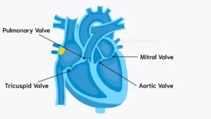Heart Valve Diseases